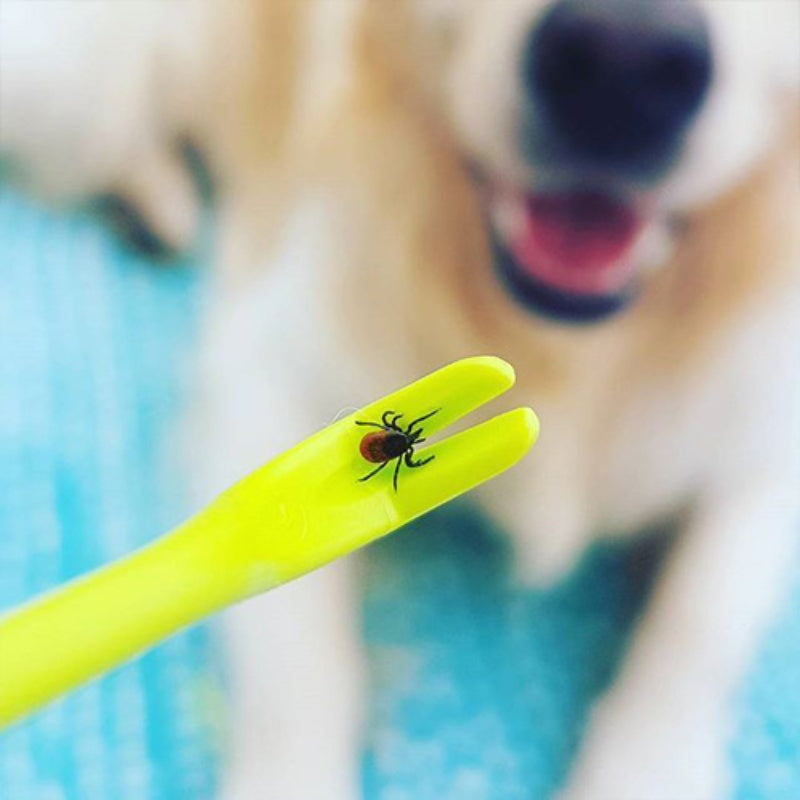 Close-up of a green tick removal hook removing a tick from a pet’s fur