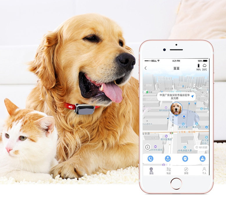 Beidou GPS pet positioning collar, red strap with paw print on resting golden dog
