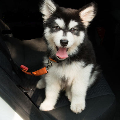 Dog wearing reflective car seat belt with orange strap tab and metal safety clips.