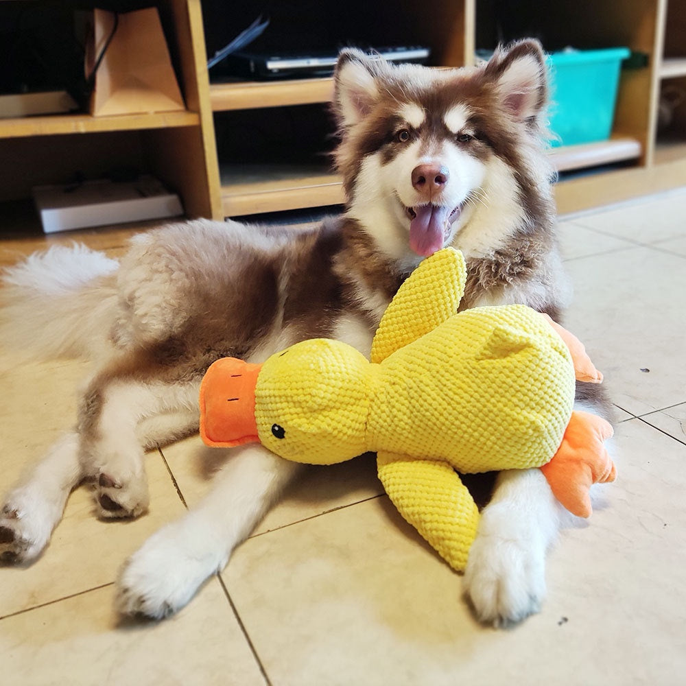 Gelbe Quietschente im Einsatz, liegt mit Hund im Vordergrund