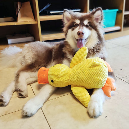 Gelbe Quietschente im Einsatz, liegt mit Hund im Vordergrund