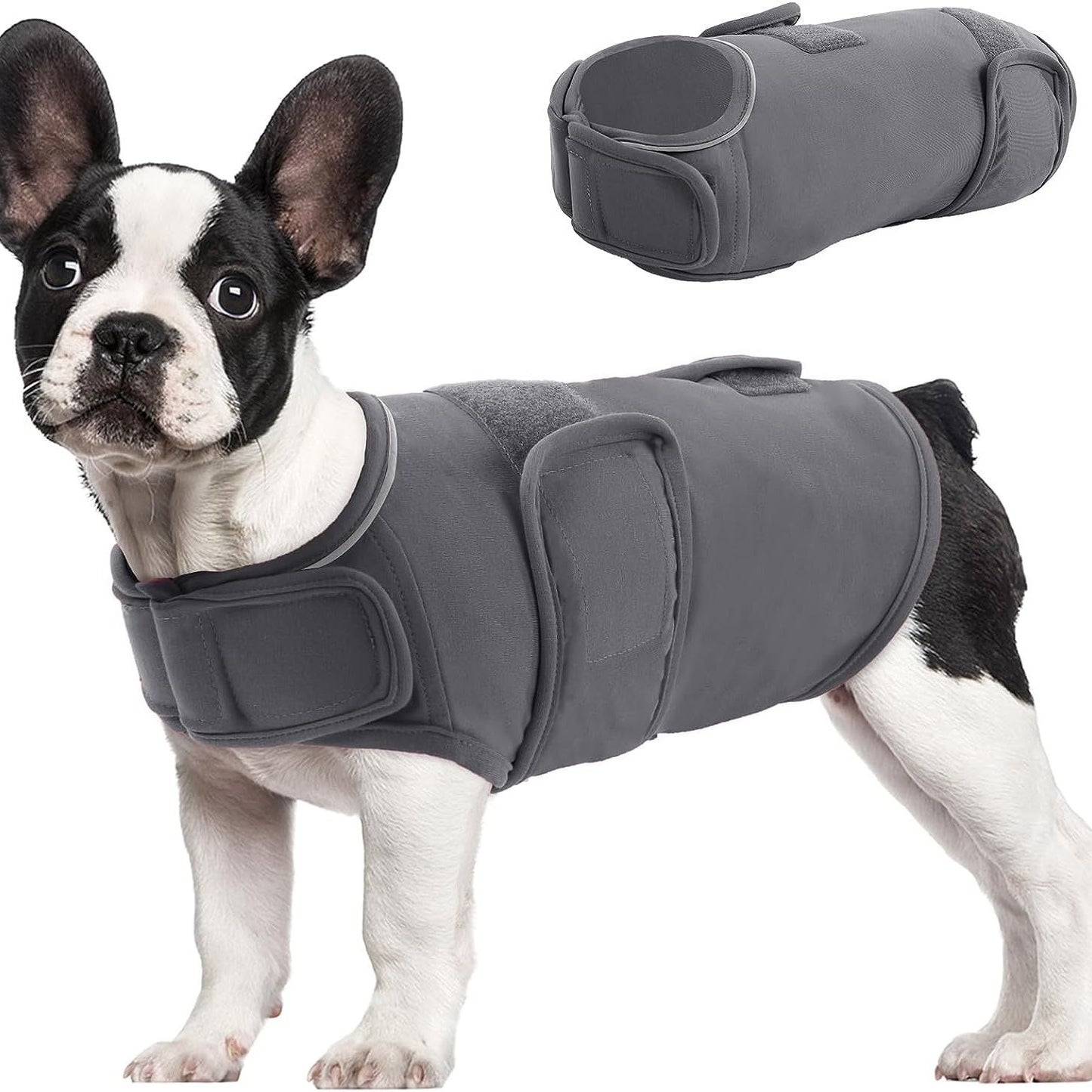 French bulldog wearing dark gray anxiety relief vest with padded chest straps