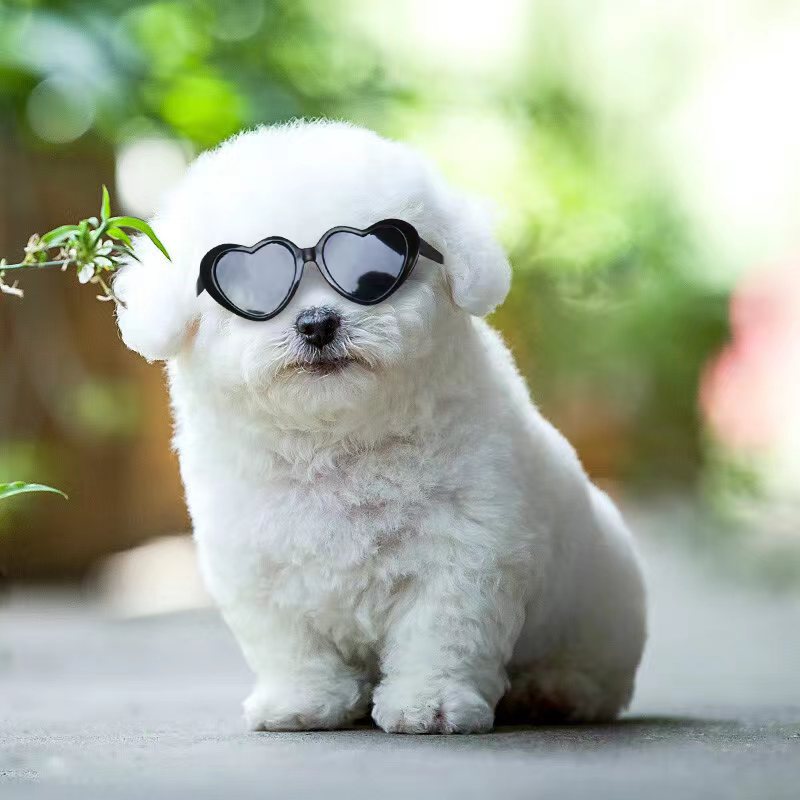 Black heart-shaped pet sunglasses on a small white dog