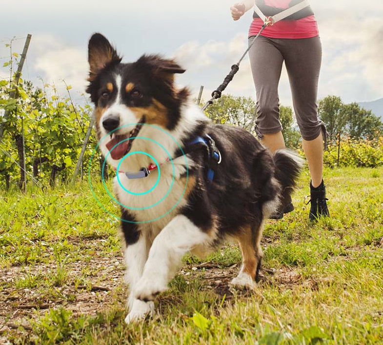 GPS pet positioning collar on black-and-white dog, tracker device mounted on collar