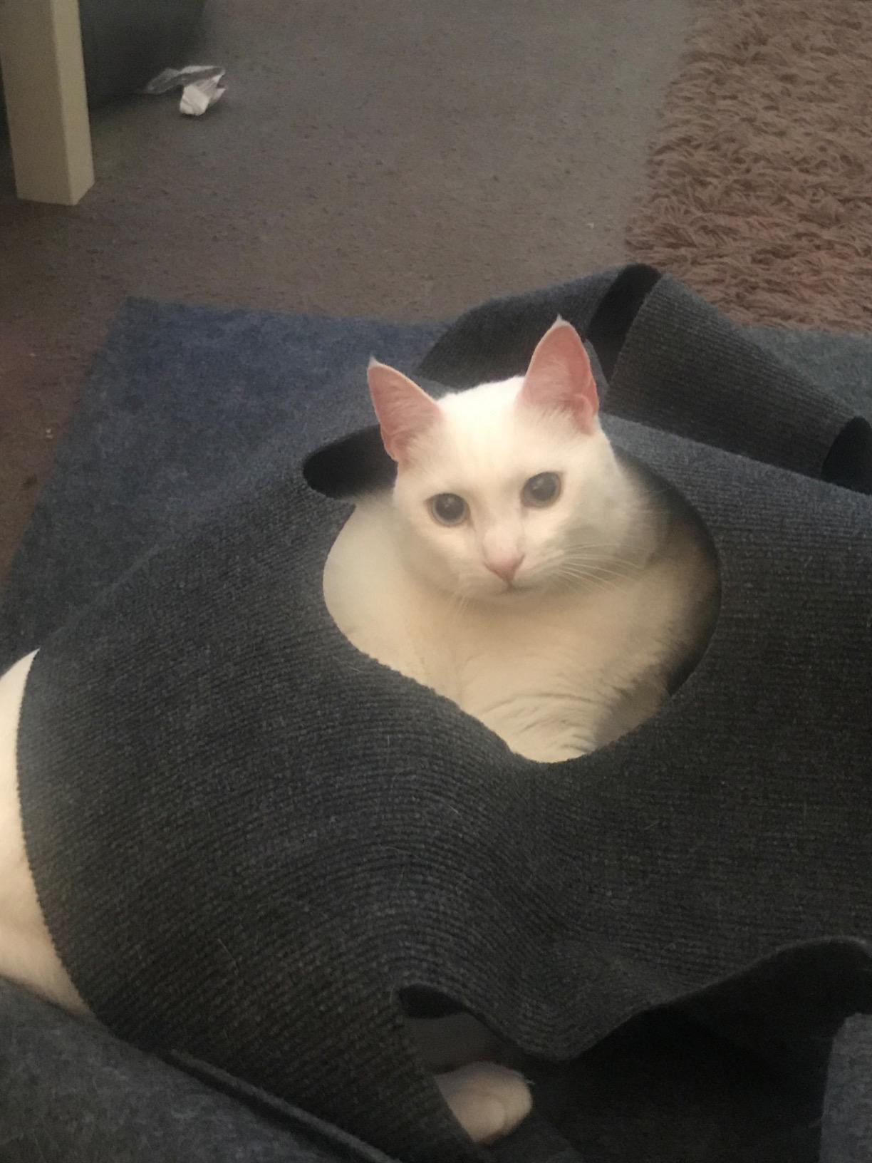 Grey cat hole blanket with cat resting inside the circular opening