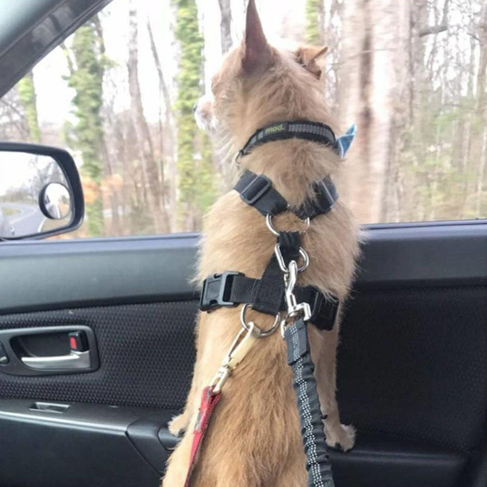 Reflective dog car seat belt worn on a dog with dark strap and metal clips.
