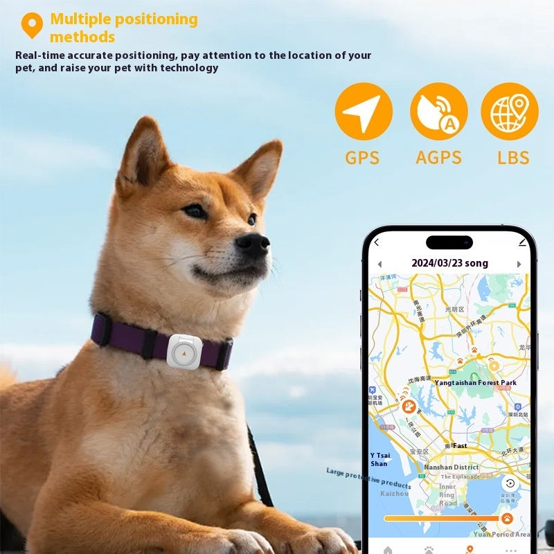 Hund mit Pet GPS-Tracker: schwarzes Halsband mit weißem Gehäuse