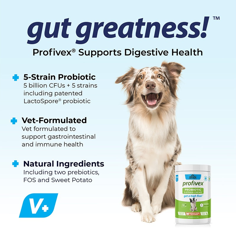 Dog with probiotic chew jar on digestive health infographic