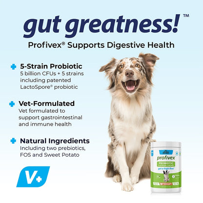 Dog with probiotic chew jar on digestive health infographic