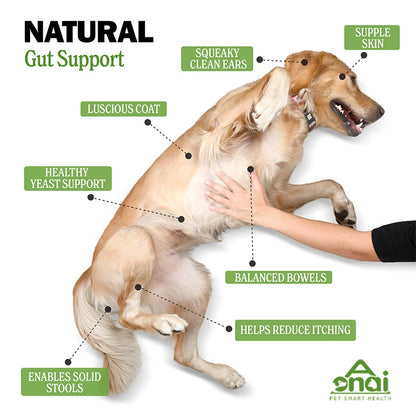 Dog on natural gut support infographic with balanced bowels and healthy yeast support
