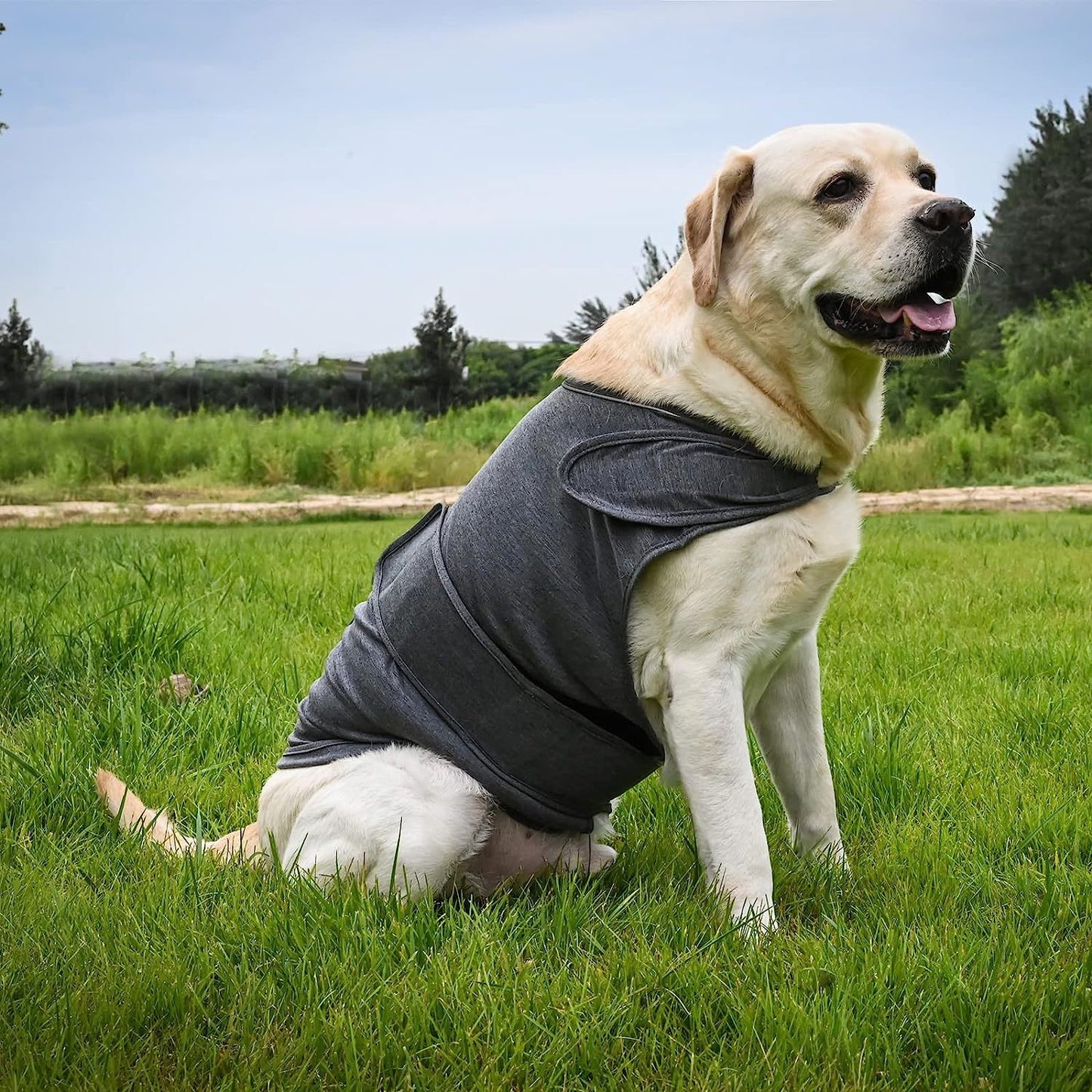 Dog anxiety thunder vest in dark gray, wrap-style coverage with neck opening
