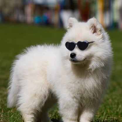 Black heart-shaped pet sunglasses on a fluffy white dog