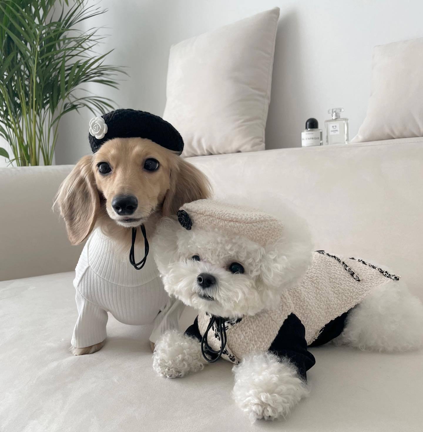 Black knitted pet beanie hat with white flower accent and small bow ties