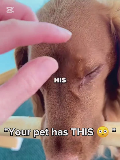 Remove Ticks Safely from Your Pet in Seconds - No Pain, No Stress 🐶🐱